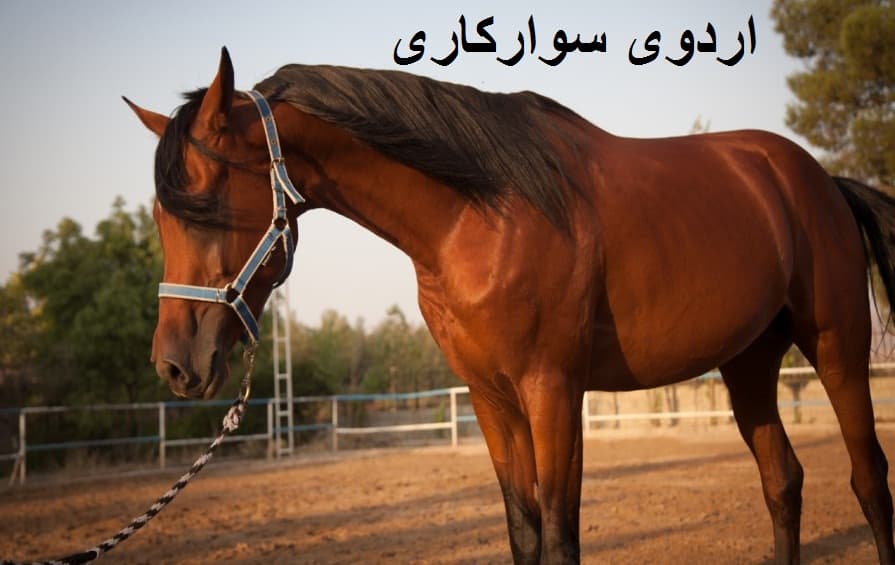 اطلاعیه اردو سوارکاری 