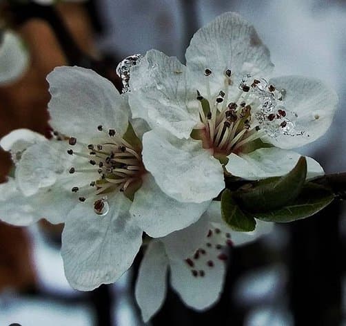 بهار آغاز زندگی دوباره طبیعت