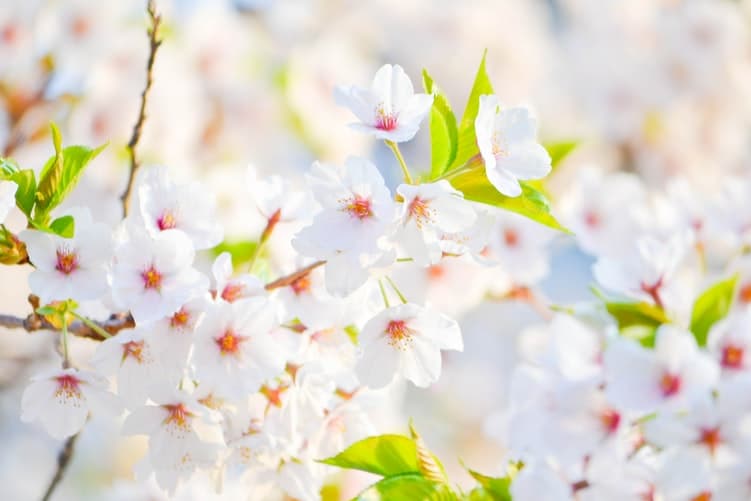 بوی بهار می آید